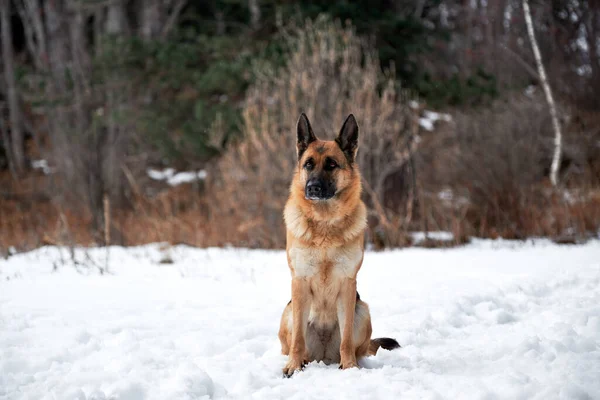 Beautiful Adult German Shepherd Black Red Color Sits Snow Background — Stock Photo, Image