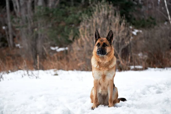 Beautiful Adult German Shepherd Black Red Color Sits Snow Background — Stock Photo, Image