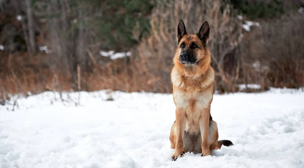 Beautiful Adult German Shepherd Black Red Color Sits Snow Background — Stock Photo, Image