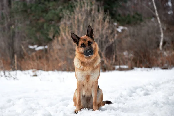 Purebred Dog Snowy White Snowdrifts Beautiful Adult German Shepherd Black — Stock Photo, Image