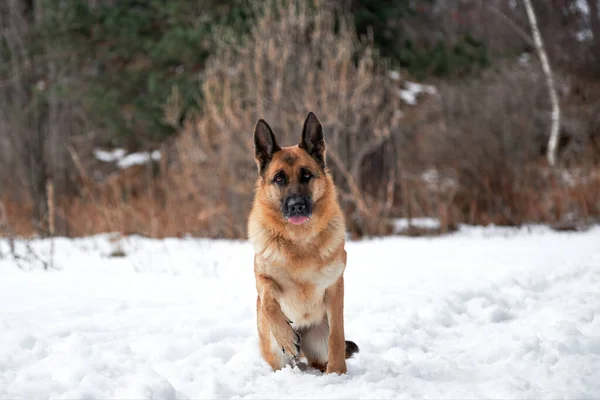 Beautiful Adult German Shepherd Black Red Color Sits Snow Background — Stock Photo, Image