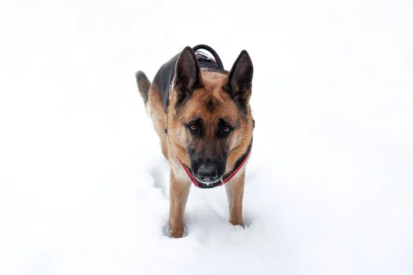 美しい黒と赤のドイツの羊飼い犬ハーネス雪の白い雪のドリフトに立って検索します 公園で冬の屋外で犬と一緒に歩きます 羊飼いの犬と水平バナー — ストック写真