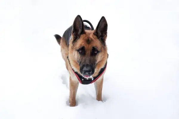 美しい黒と赤のドイツの羊飼い犬ハーネス雪の白い雪のドリフトに立って検索します 公園で冬の屋外で犬と一緒に歩きます 羊飼いの犬と水平バナー — ストック写真