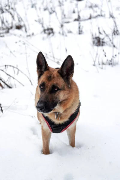 Erwachsene Rasse Deutsche Schäferhunde Spazieren Schnee Mit Hundegeschirr Und Frischer — Stockfoto