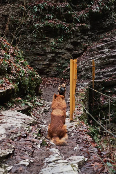 Aranyos Vörös Kutya Fajta Nélkül Hátán Utat Erdőben Német Juhász — Stock Fotó