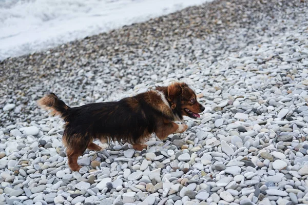 귀여운 갈색의 반쪽짜리 강아지가 있습니다 피견은 해변을 달리며 즐긴다 품종의 — 스톡 사진