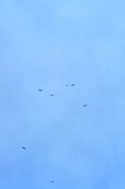 Mavi gökyüzünde uçan vahşi kuşların silueti. Gökyüzünde uçan martılarla birlikte dikey ekran koruyucusu.