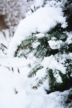 Bitmeyen yeşil kozalaklı ağaçların dalları yumuşak, taze yağmış karla kaplıdır. Ladin dalları karla kaplıdır, ormandaki güzel kış doğası..