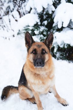 Alman çoban köpeği köknar ağacının yanındaki kar ormanında oturur ve zeki kahverengi büyük gözlerle yukarı bakar. Köpekle parkta yeni yağmış kar altında yürümek..