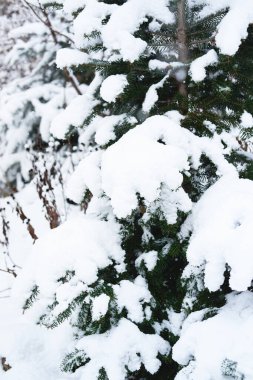 Bitmeyen yeşil kozalaklı ağaçların dalları yumuşak, taze yağmış karla kaplıdır. Ladin dalları karla kaplıdır, ormandaki güzel kış doğası..