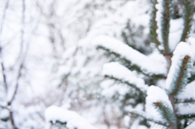 Ladin dalları yumuşak, beyaz, yeni yağmış karla kaplıdır. Ormanın güzel kış doğası. Karda ladin ağacı ve metin için alanı olan bulanık arkaplan ile Noel afişi.