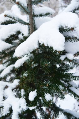 Bitmeyen yeşil kozalaklı ağaçların dalları yumuşak, taze yağmış karla kaplıdır. Ladin dalları karla kaplıdır, ormandaki güzel kış doğası..