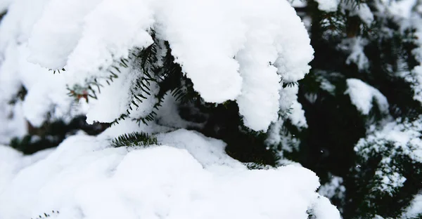 Spruce Branches Covered Soft White Freshly Fallen Snow Beautiful Winter — Stock Photo, Image