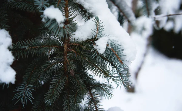 Spar Takken Zijn Bedekt Met Zachte Witte Vers Gevallen Sneeuw — Stockfoto