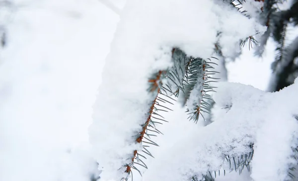 Spar Takken Zijn Bedekt Met Zachte Witte Vers Gevallen Sneeuw — Stockfoto