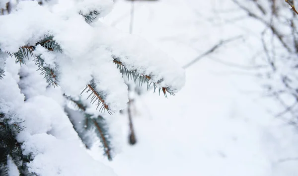 Spar Takken Zijn Bedekt Met Zachte Witte Vers Gevallen Sneeuw — Stockfoto