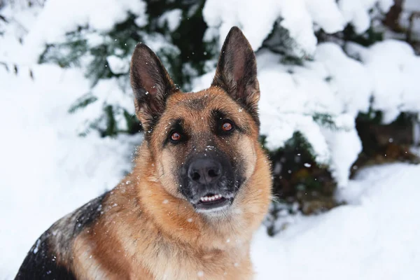 Beautiful German shepherd dog sitting in winter snow forest and smiling. Portrait of shepherd dog in close up of festive New Years forest near fir tree strewn with fresh snow.
