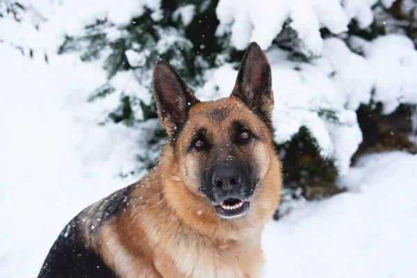 美しいドイツの羊飼いの犬は冬の雪の森の中に座って笑顔 新雪に覆われたモミの木の近くのお祝いの新年の森の近くに羊飼いの犬の肖像画 — ストック写真