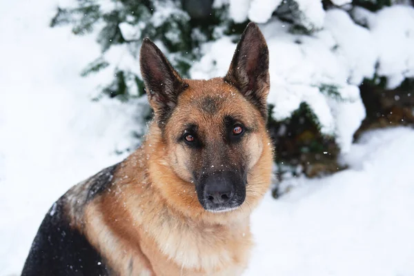 German Shepherd Dog Sits Winter Snow Forest Looks Big Brown — Stock Photo, Image