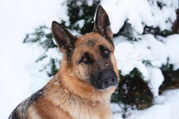 ドイツの羊飼いの犬は冬の雪の森の中に座って 大きな茶色のインテリジェントな目で見えます 新雪に覆われたモミの木の近くのお祝いの新年の森の近くに羊飼いの犬の肖像画 — ストック写真