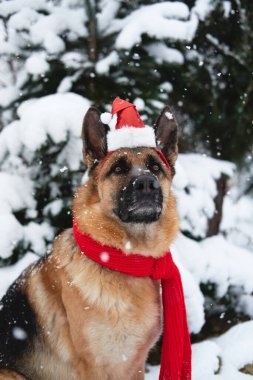 Alman çoban köpeğinin siyah ve kırmızı renkleri, yumuşak yumuşak karla kaplı ladin ağacının yanındaki kış ormanlarında bulunur. Kar yağarken parkta Noel Baba şapkalı ve kırmızı örgü eşarplı köpek portresi.