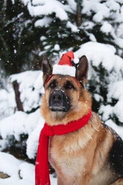 Alman çoban köpeğinin siyah ve kırmızı renkleri, yumuşak yumuşak karla kaplı ladin ağacının yanındaki kış ormanlarında bulunur. Kar yağarken parkta Noel Baba şapkalı ve kırmızı örgü eşarplı köpek portresi.