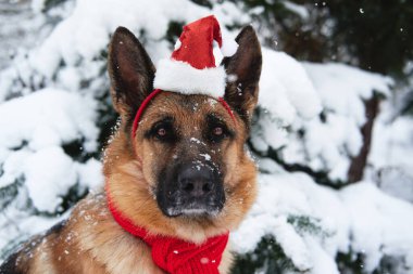 Alman çoban köpeğinin siyah ve kırmızı renkleri, yumuşak yumuşak karla kaplı ladin ağacının yanındaki kış ormanlarında bulunur. Kar yağarken parkta Noel Baba şapkalı ve kırmızı örgü eşarplı köpek portresi.