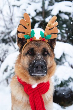 Alman çoban köpeğinin siyah ve kırmızı renkleri, yumuşak yumuşak karla kaplı ladin ağacının yanındaki kış ormanlarında bulunur. Kar yağarken geyik boynuzları ve kırmızı örgü eşarplı köpek portresi.