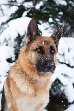 Alman çoban köpeğinin siyah ve kırmızı renkleri, yumuşak yumuşak karla kaplı ladin ağacının yanındaki kış ormanlarında bulunur. Parktaki dondurucu kış gününde köpekle birlikte temiz havada yürümek..