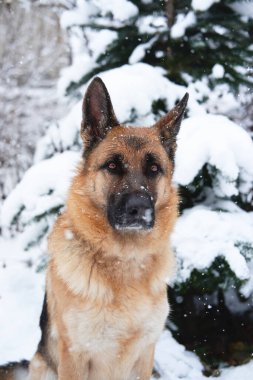 Alman çoban köpeğinin siyah ve kırmızı renkleri, yumuşak yumuşak karla kaplı ladin ağacının yanındaki kış ormanlarında bulunur. Parktaki dondurucu kış gününde köpekle birlikte temiz havada yürümek..