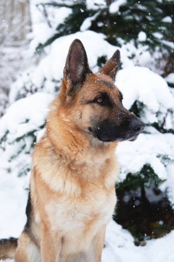 Alman kurdu kış kar ormanlarında oturur ve doğaya ve kar tanelerine bakar. Köknar ağacının yakınındaki şenlikli yılbaşı ormanında taze karla süslenmiş çoban köpeğinin portresi..