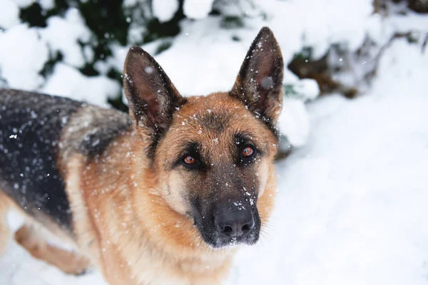 ドイツの羊飼いの犬は冬の雪の森の中に座って 大きな茶色のインテリジェントな目で見えます 新雪に覆われたモミの木の近くのお祝いの新年の森の近くに羊飼いの犬の肖像画 — ストック写真