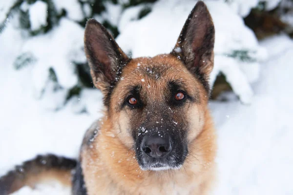 ドイツの羊飼いの犬は冬の雪の森の中に座って 大きな茶色のインテリジェントな目で見えます 新雪に覆われたモミの木の近くのお祝いの新年の森の近くに羊飼いの犬の肖像画 — ストック写真