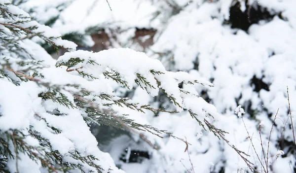 Spar Takken Zijn Bedekt Met Zachte Witte Vers Gevallen Sneeuw — Stockfoto