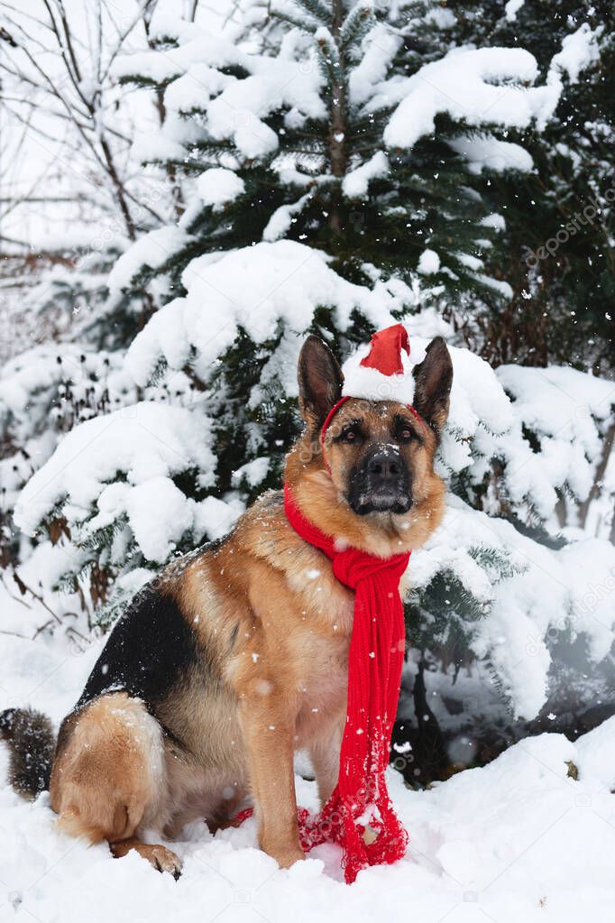 German Shepherd black and red color sits in winter forest near spruce tree strewn with fresh soft fluffy snow. Portrait of dog with Santa hat and red knitted scarf in park during snowfall.