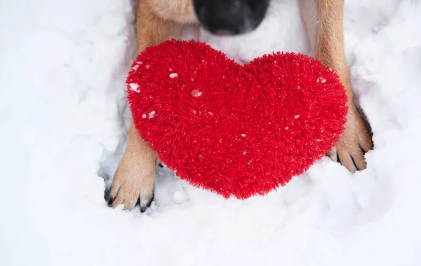 德国牧羊犬的爪子 雪上有红色的 有大大的柔软玩具红色的心 情人节带狗的白色背景卡片 — 图库照片