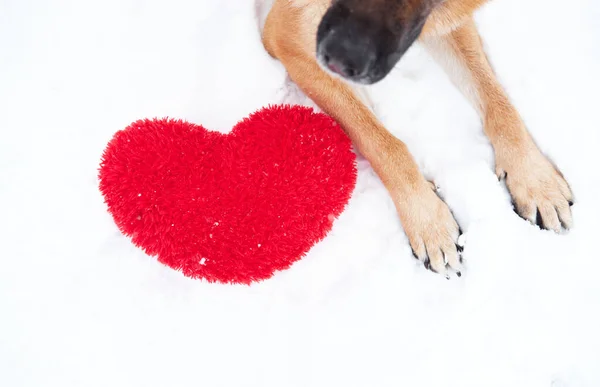 大きな柔らかいおもちゃの赤い心と雪の上に赤い色のドイツの羊飼いの足 白い背景に犬とバレンタインデーカード — ストック写真