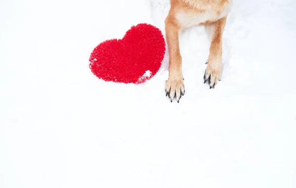 Las Patas Del Pastor Alemán Del Color Rojo Sobre Nieve —  Fotos de Stock