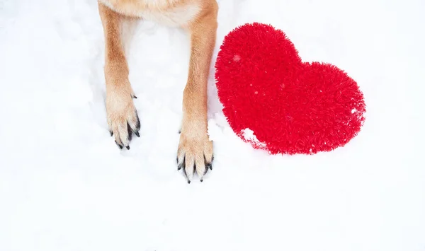 德国牧羊犬的爪子 雪上有红色的 有大大的柔软玩具红色的心 情人节带狗的白色背景卡片 — 图库照片
