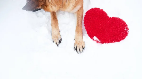 Las Patas Del Pastor Alemán Del Color Rojo Sobre Nieve —  Fotos de Stock