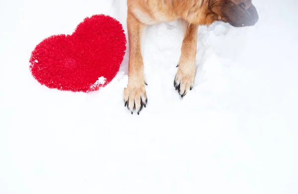 德国牧羊犬的爪子 雪上有红色的 有大大的柔软玩具红色的心 情人节带狗的白色背景卡片 — 图库照片