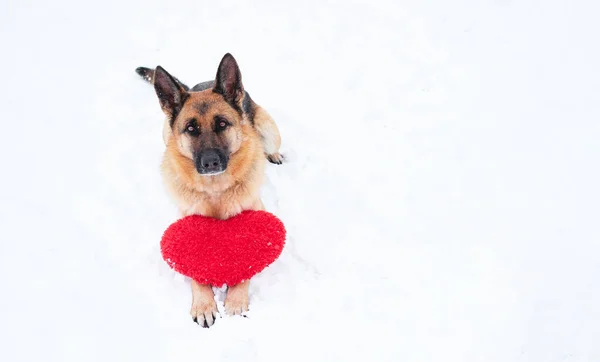 红色和黑色的德国牧羊犬躺在红色玩具心脏旁边刚刚落下的白色软雪上 情人节带狗的明信片 美丽的横幅和足够的空间为您的文字或设计 — 图库照片