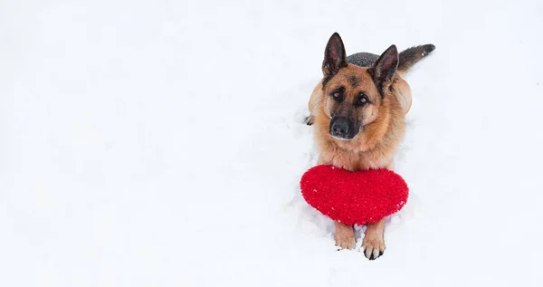 红色和黑色的德国牧羊犬躺在红色玩具心脏旁边刚刚落下的白色软雪上 情人节带狗的明信片 美丽的横幅和足够的空间为您的文字或设计 — 图库照片