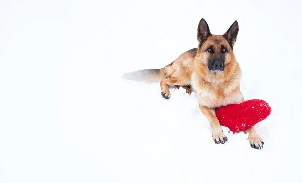 stock image German Shepherd of black and red color lies on freshly fallen white soft snow next to red toy heart. Postcard with dog for Valentines Day. Beautiful banner and plenty of space for your text or design.