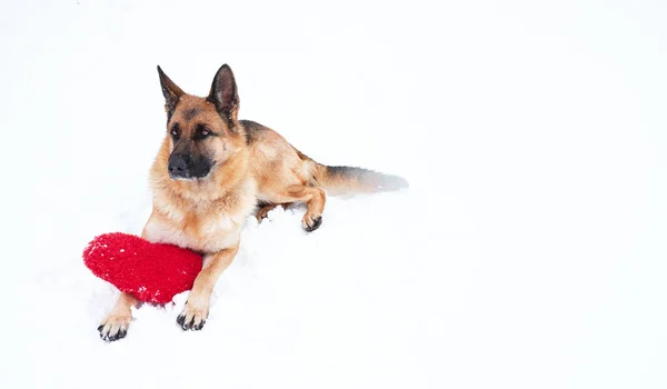 Pastor Alemán Color Negro Rojo Encuentra Nieve Suave Blanca Recién —  Fotos de Stock