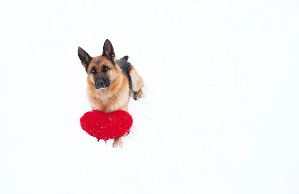 黒と赤の色のドイツのシェパードは 赤いおもちゃの心の横に新しく落ちた白い柔らかい雪の上にあります バレンタインデーのための犬とポストカード 美しいバナーとあなたのテキストやデザインのためのスペースの多く — ストック写真