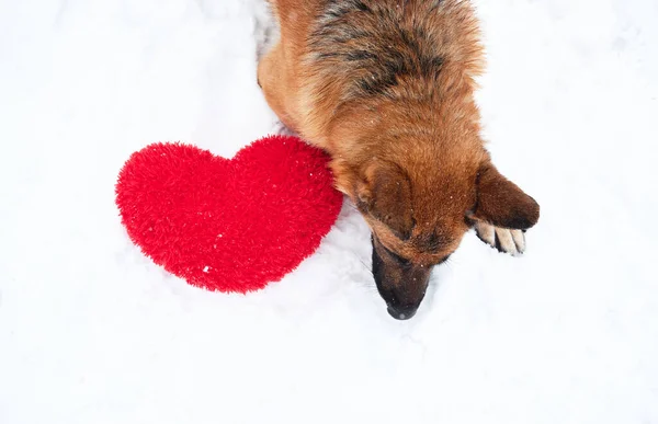 Siyah ve kırmızı renkli Alman çoban köpeği kırmızı oyuncak kalbin yanında yeni düşmüş beyaz karın üzerinde yatar. Sevgililer Günü için köpekli kartpostal..