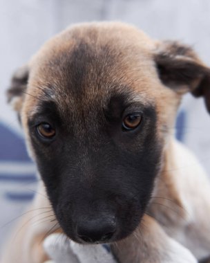 Güzel, büyük kahverengi gözleri ve siyah maskesi olan küçük, gri, başıboş bir köpek yavrusu ruhun içine bakar. Barınaktan köpeği al ve ona mutlu bir hayat ver..