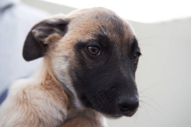 Güzel, büyük kahverengi gözleri ve siyah maskesi olan küçük, gri, başıboş bir köpek yavrusu ruhun içine bakar. Barınaktan köpeği al ve ona mutlu bir hayat ver..