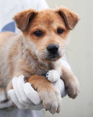 Güzel, büyük kahverengi gözleri ve kabarık kulakları olan küçük, başıboş bir köpek yavrusu ruhun içine bakıyor. Barınaktan köpeği al ve ona mutlu bir hayat ver..